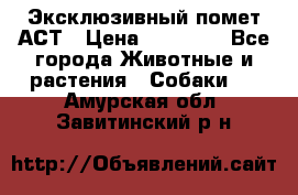 Эксклюзивный помет АСТ › Цена ­ 30 000 - Все города Животные и растения » Собаки   . Амурская обл.,Завитинский р-н